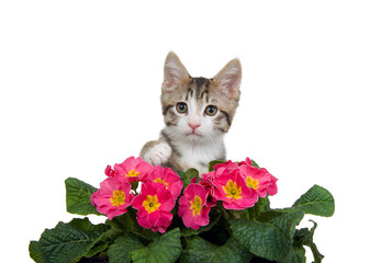 Portrait of a grey and white tabby kitten sitting behind pink and yellow primrose flowers reaching one paw towards viewer, isolated on white.