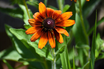 Orange Flower