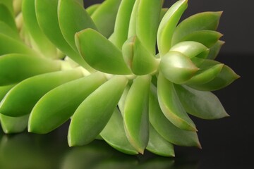 Fractal pattern of stem and fleshy leaves of decorative succulent Echeveria closeup indoor potted plant on dark glass background.