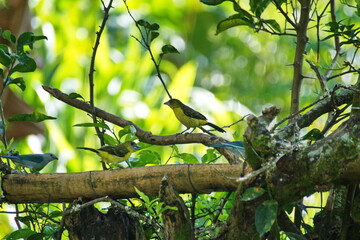 Female lemon-rumped tanager (Ramphocelus icteronotus) perched in a tree on a farm in the Intag Valley, outside of Apuela, Ecuador