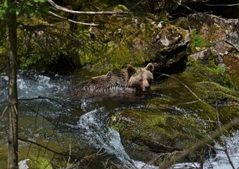 wild boar in the woods