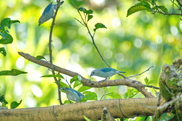 Blue-gray tanagers (Thraupis episcopus) perched in a tree on a farm in the Intag Valley, outside of Apuela, Ecuador