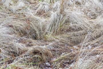 Dried yellowed grass in autumn forest at daytime