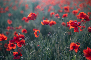 Fototapeta premium Red poppies close-up on an endless field with beautiful sunlight