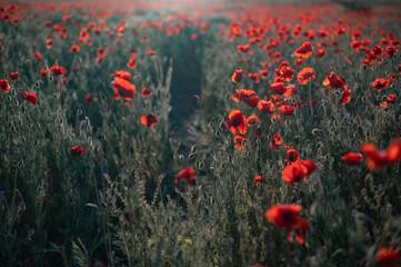 Fototapeta na wymiar Red poppies close-up on an endless field with beautiful sunlight
