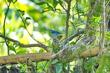 Blue-gray tanager (Thraupis episcopus) perched in a tree on a farm in the Intag Valley, outside of Apuela, Ecuador