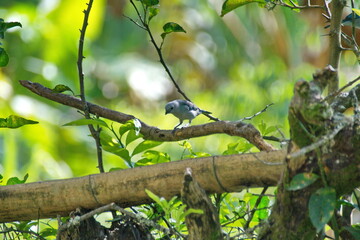 Blue-gray tanager (Thraupis episcopus) perched in a tree on a farm in the Intag Valley, outside of Apuela, Ecuador