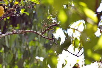 Blue-gray tanager (Thraupis episcopus) perched in a tree on a farm in the Intag Valley, outside of Apuela, Ecuador