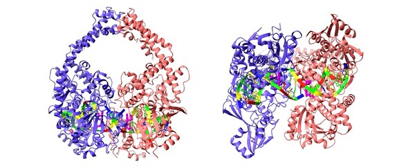 Human topoisomerase 2 beta in complex with DNA and anticancer drug mitoxantrone (magenta). 3D cartoon model in two purpendicular projections, PDB 4g0v, white background.