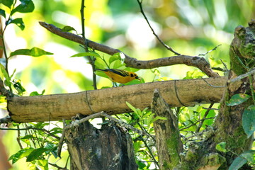 Golden tanager (Tangara arthus) perched on a bamboo feeder on a farm in the Intag Valley, outside of Apuela, Ecuador