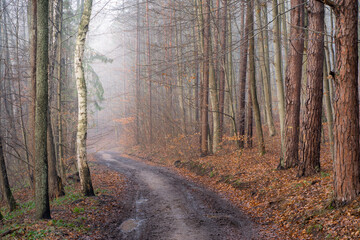 road in the misty forest 