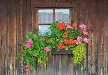 Wooden hut with geranium flowers