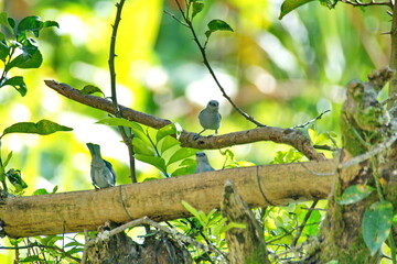 Blue-gray tanagers (Thraupis episcopus) on a farm in the Intag Valley, outside of Apuela, Ecuador