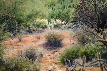 Fototapeta na wymiar Plant life in the Desert in Arizona in the Summer