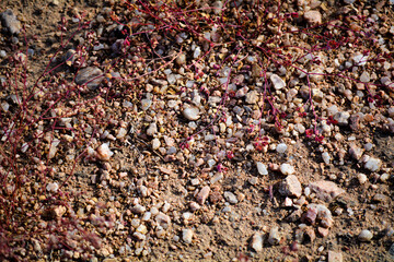 Red Plants in Arizona Desert with a Macro View