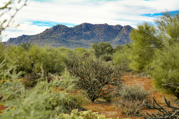 Plant life in the Desert in Arizona in the Summer