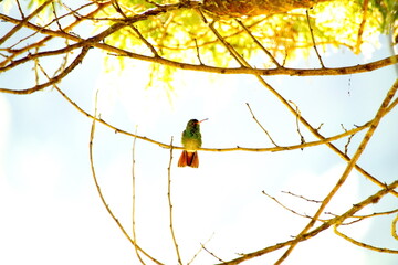 Rufous-tailed hummingbird (Amazilia Tzatcl) perched in a tree on a farm in the Intag Valley, outside of Apuela, Ecuador