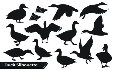 Collection of Duck Silhouette in different poses