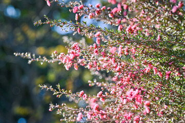 ギョリュウバイの枝