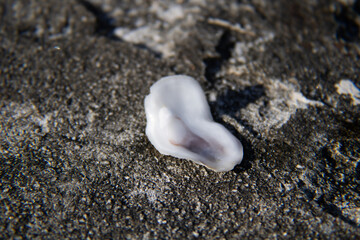 seashell on the beach