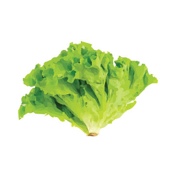 Letuce Drawing Illustration Art Vector