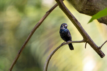 A Blue-black Grassquit as know as Tiziu perched on the branch. Species Volatinia jacarina. Green background. Animal world. Birdwatching. Birding. Blue bird.