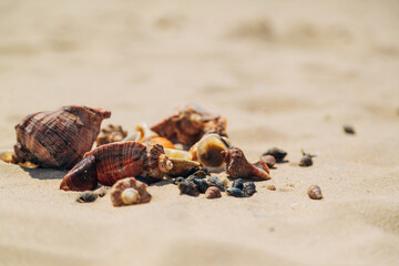 Many Different Seashells Lie on the Golden Sand of Sea Beach. Nature Decorations