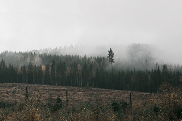 Foggy forest 