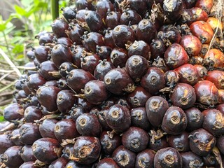 oil palm fruit (elaeis) in the morning