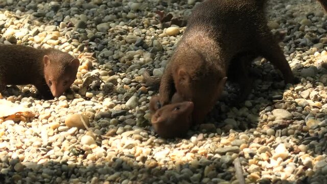 Common dwarf mongoose mother cleaning her pup. Helogale parvula species from mongoose family Herpestidae. Living in Angola, northern Namibia, KwaZulu-Natal of South Africa, and Zambia.