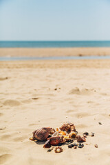 Many Different Seashells Lie on the Golden Sand of Sea Beach. Nature Decorations