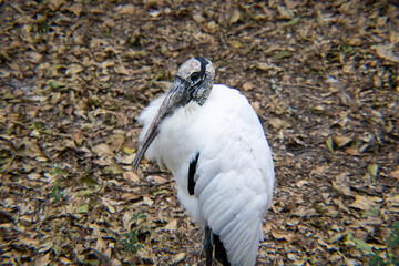 stork on the ground