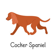 Vector dog canine American or English Cocker Spaniel dog breed.  Vector illustration of a pet cartoon
