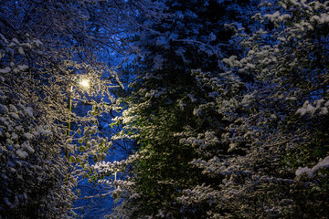 Snow Covered Trees with a street light reflection - stock photo.jpg