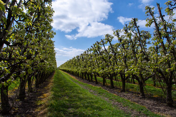 Fototapeta na wymiar Farming in Netherlands, rows of blossoming pear trees on fruit orchards in Zeeland.