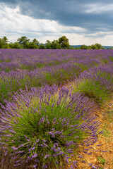 Obraz na płótnie Canvas Touristic destination in South of France, colorful lavender and lavandin fields in blossom in July on plateau Valensole, Provence.