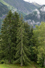 Panoramic view on green Alpine spruce and pine tree forests and meadows near Saint-Gervais-les-Bains, Savoy. France