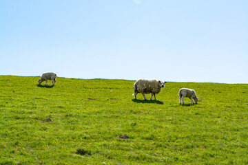 Group of adult and young lambs grazing grenn grass on farm in Zeeland, Netherlands