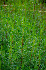 Botanical collection, Artemisia dracunculus or taragon kitchen herb