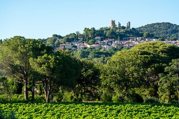 Wine making in  department Var in  Provence-Alpes-Cote d'Azur region of Southeastern France, vineyards in July with young green grapes near Saint-Tropez, cotes de Provence wine.