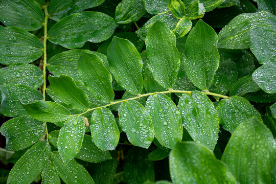 Botanical collection, green leaves of polygonatum multiflorum solomon's seal medicinal plant