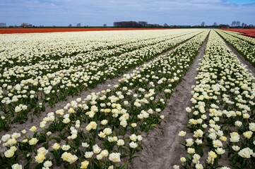 Tulip bulbs production industry, white tulip flowers fields in blossom in Netherlands