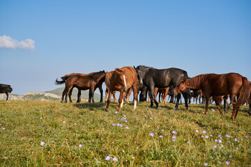 Obraz na płótnie Canvas Herd of horses in the field mammals animals landscape
