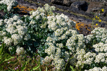 Botanical collection, white blossom of eadible sea shore plant Crambe maritima or sea kale,seakale or crambe flowering plant in genus Crambe of the family Brassicaceae.