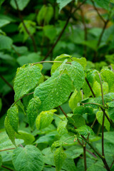 Botaical collection, green leaves of eleutherococcus senticosus or siberian ginseng medicinal plant