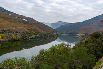 View on Douro river with reflection in water of colorful hilly stair step terraced vineyards in autumn, wine making industry in Portugal