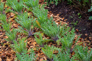 Botanical collection, Cnicus benedictus or holy thistle plant in early summer