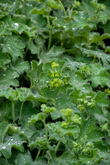 Alchemilla vulgaris or lady's mantle, herbaceous perennial plant member of the rose family, are grown in gardens for their leaves, which collect sparkling water droplets.