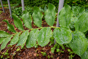 Botanical collection, green leaves of polygonatum multiflorum solomon's seal medicinal plant