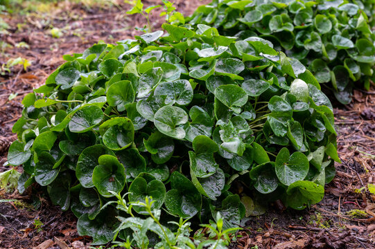 Botanical collection, green leaves of asarum europaeum medicinal plant